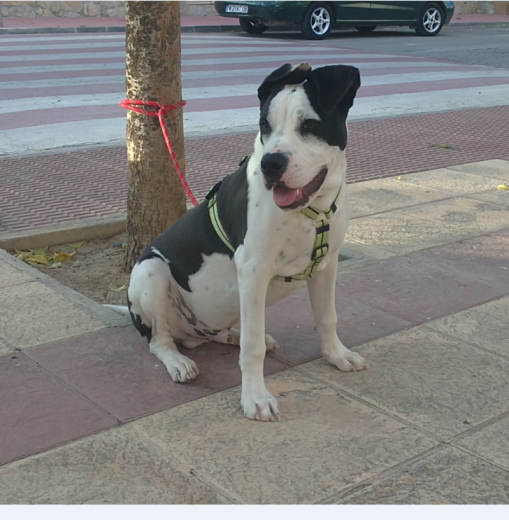 Thor con cinco meses y 26 Kg. de peso.